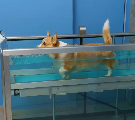 Water Treadmill Therapy